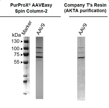 AAV5 Purification by PURPROX® AAVEasy